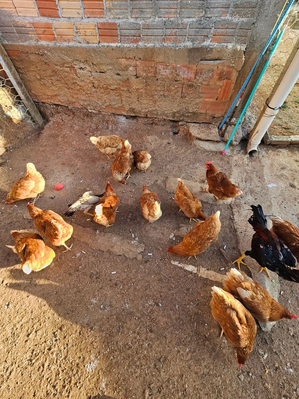 Vendo galinhas poedeiras  - Foto 2