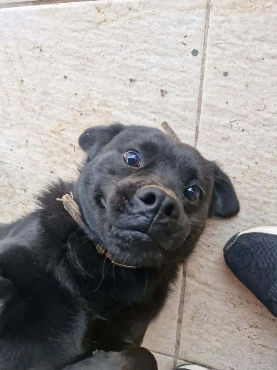 Doa-se cachorra - Foto 3