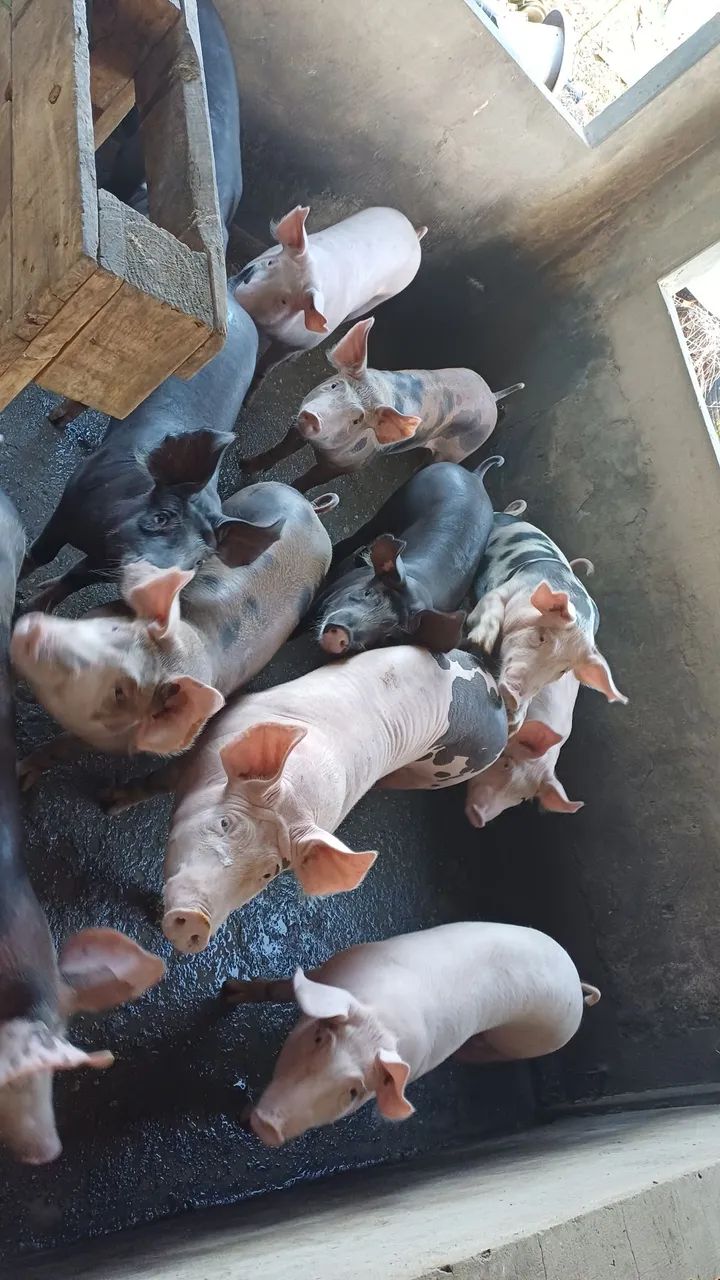 Porco - Foto 2