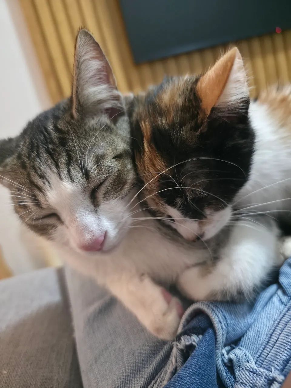 Gatinhos para adoção 