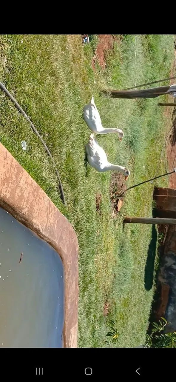 CASAL  DE GANSO CHINÊS BRANCO - Foto 4