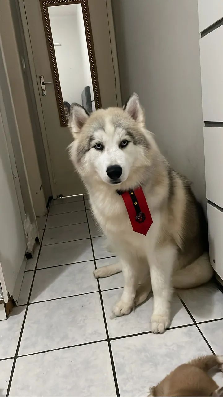 Filhote de husky siberiano  - Foto 6