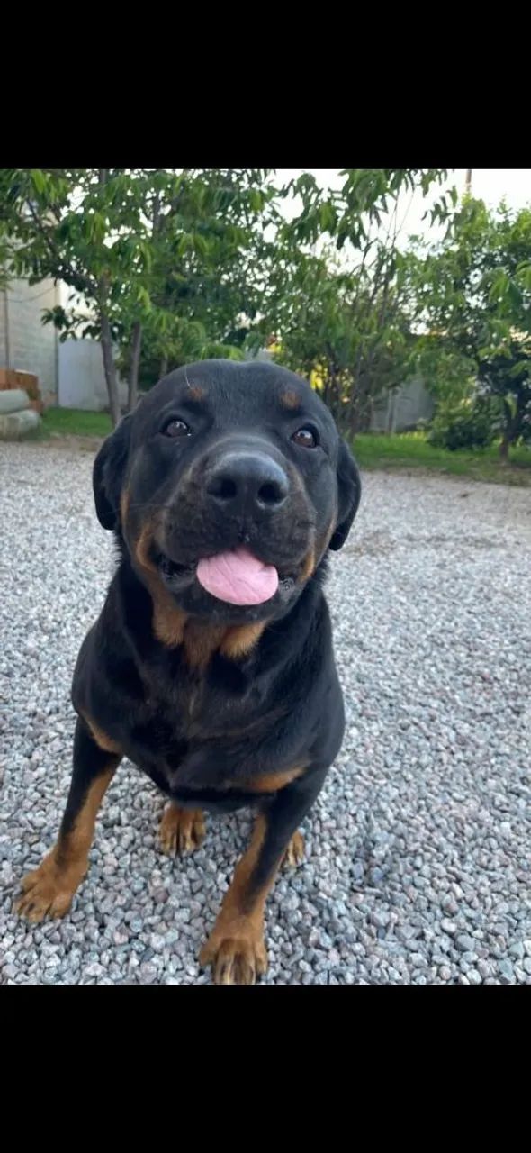 Doa se um cachorro hot valer  - Foto 6