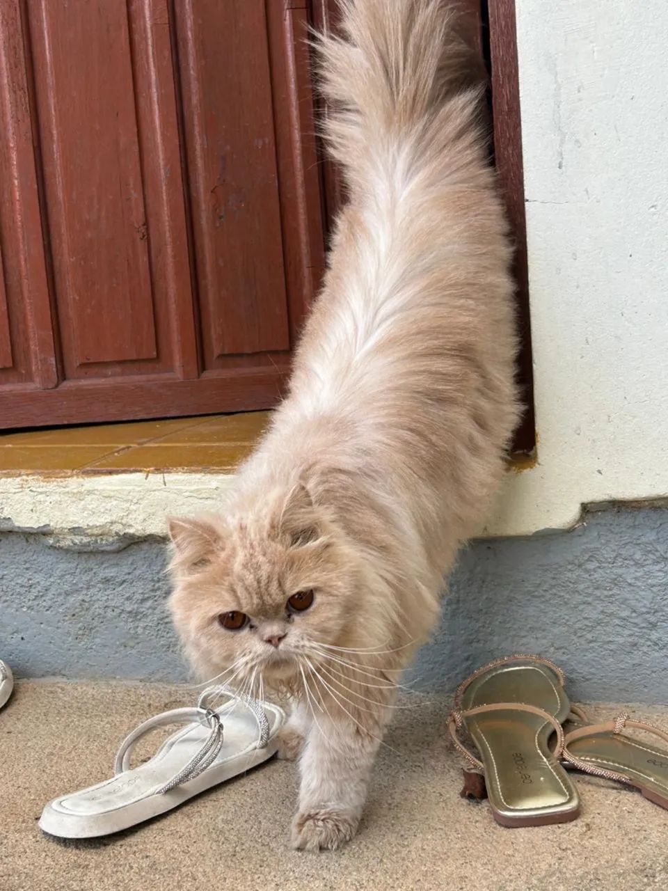 Gato Pérsia  - Foto 4