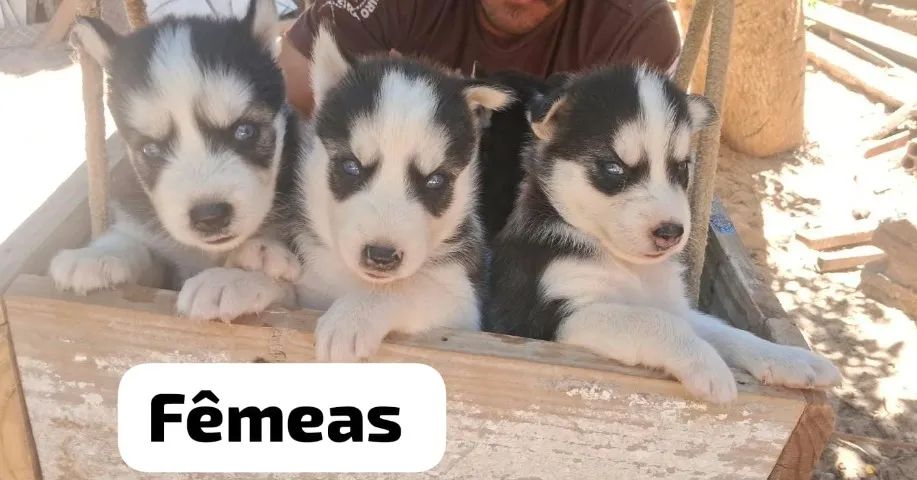 Husky siberiano  - Foto 3