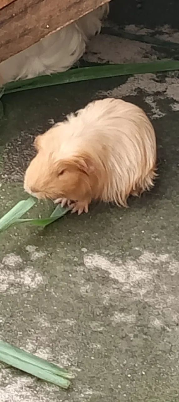 Porquinho da índia  - Foto 2