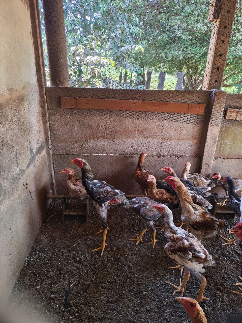 Frango índio gigante  - Foto 2