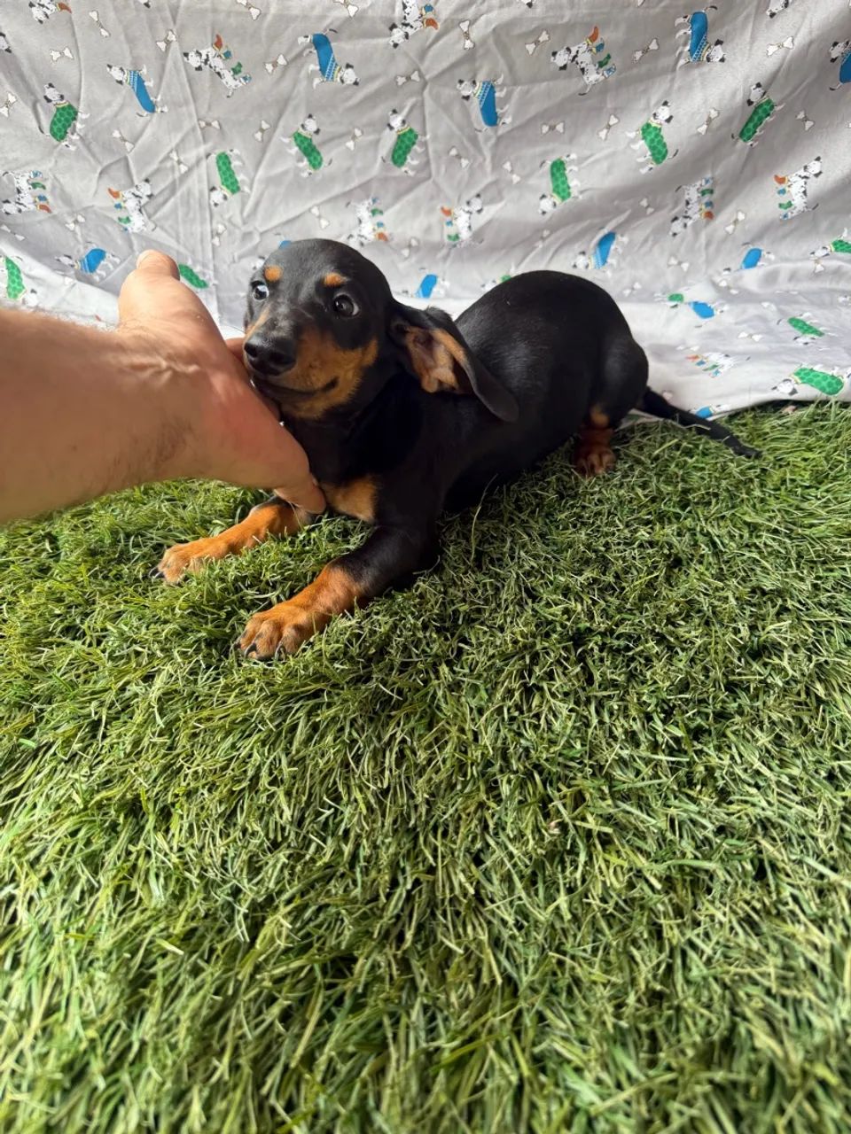 Dachshund / teckel - macho com valor baixo - Foto 4