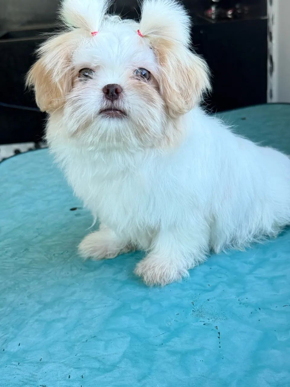 Cachorro  - Foto 2
