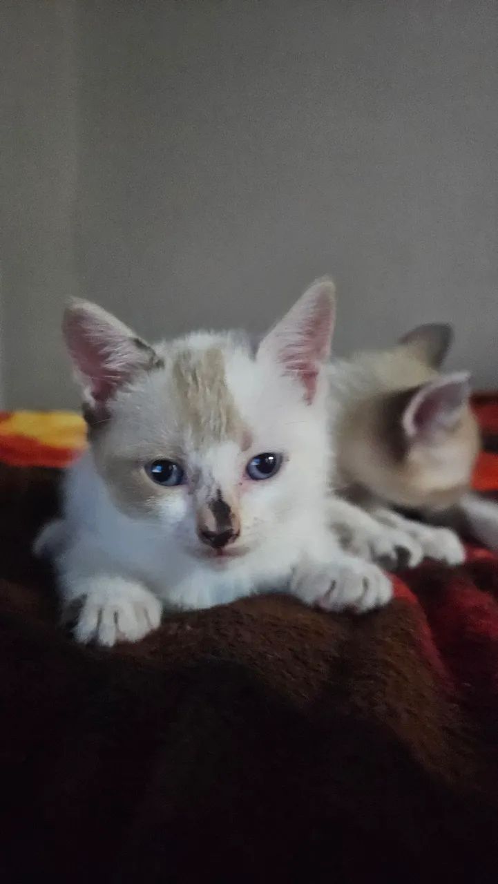 Gatos Doação  - Foto 4