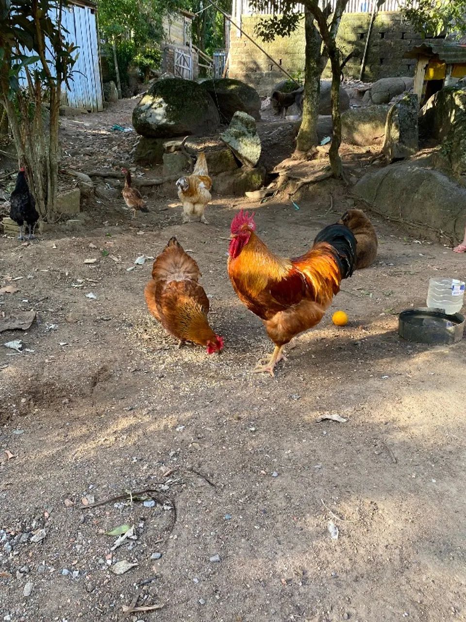 Galo New New hampire - Foto 2