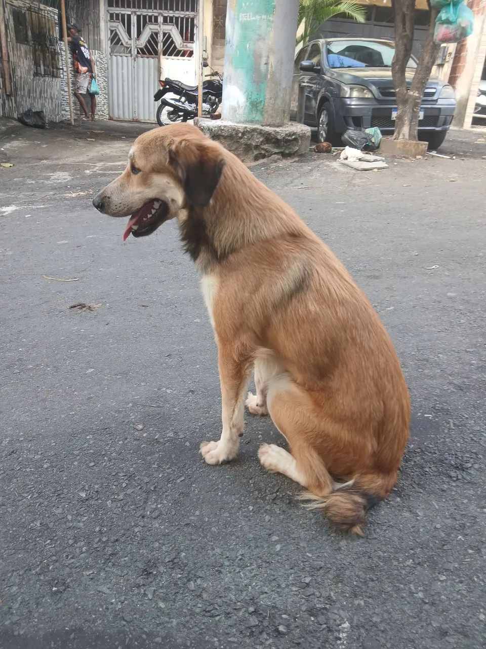 Doação de cachorro ?  - Foto 2