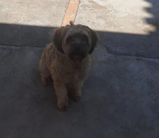 Cadela para adoção