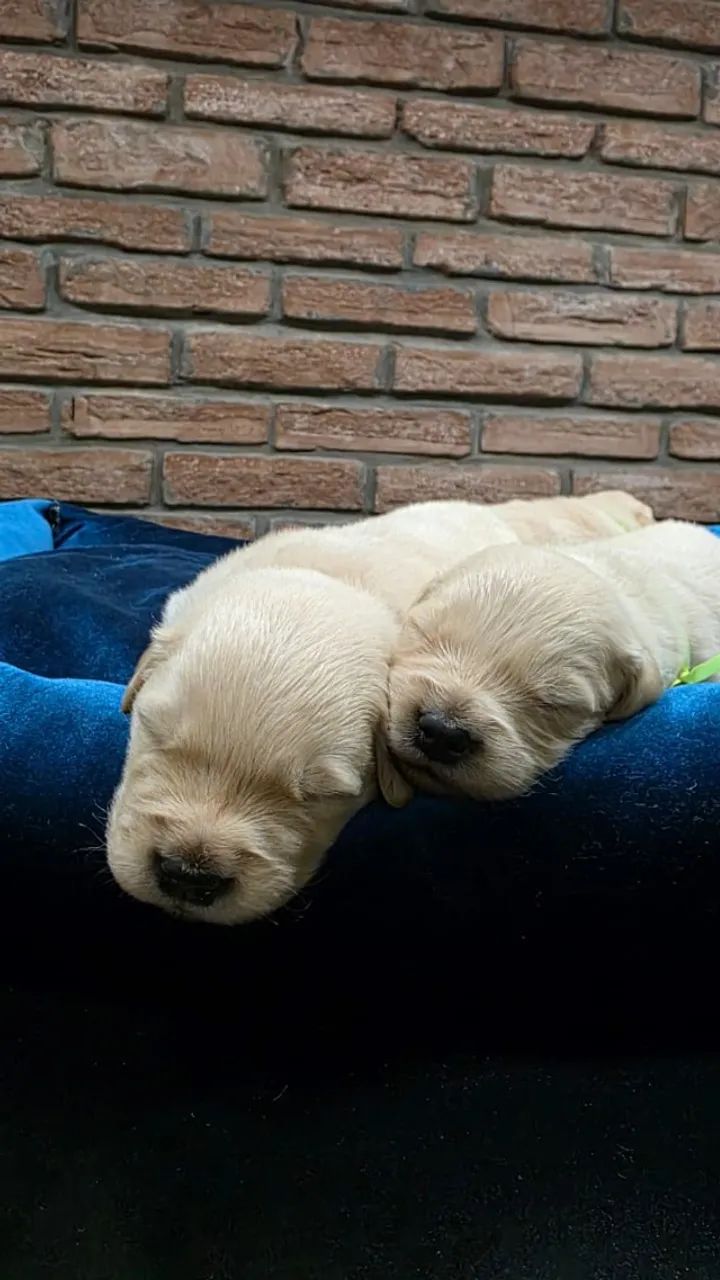 Lindos e Fofuxos Filhotes de Golden Retriever - Com Pedigree e Vacinados - Foto 4