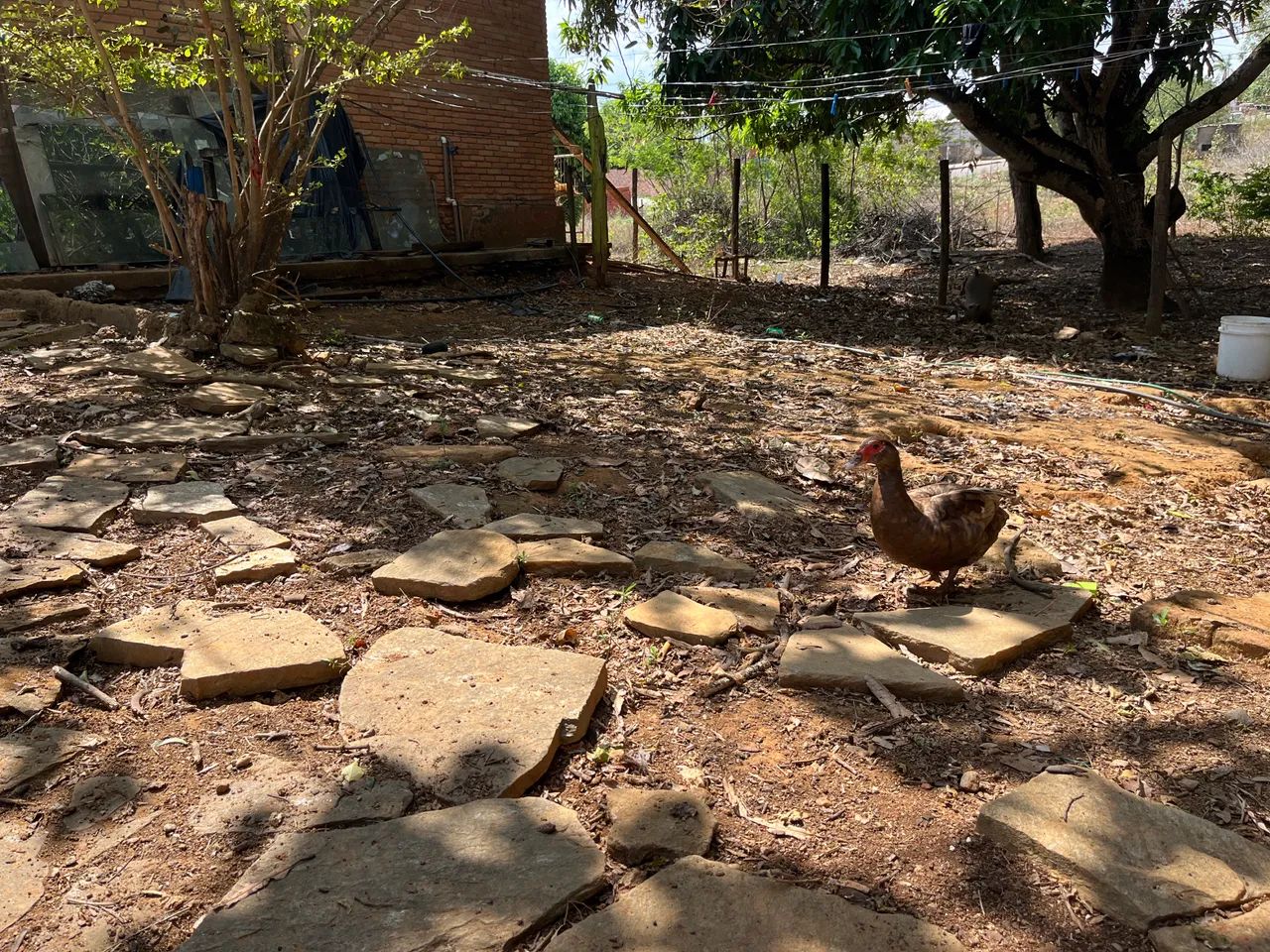 Galinhas e patos  - Foto 2