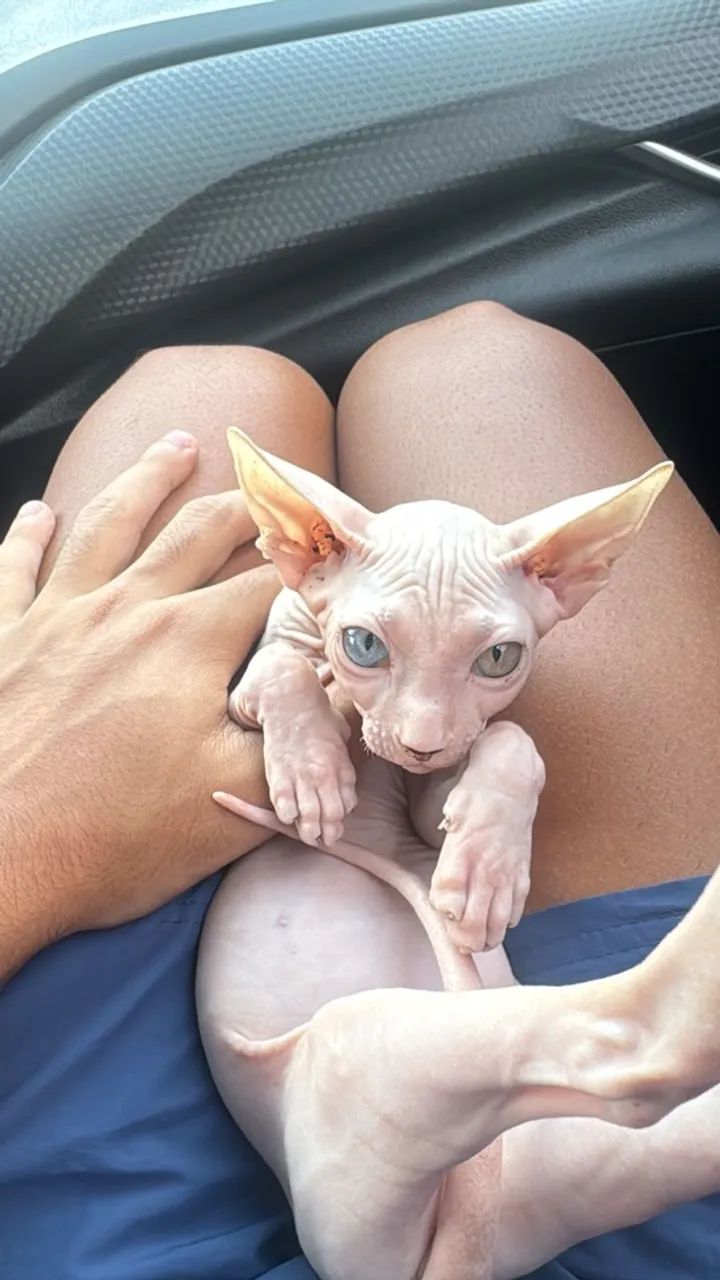 Gato Sphynx