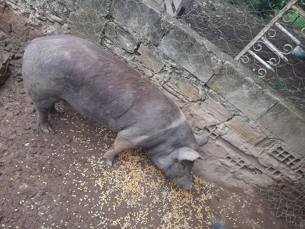 Vende-se um pouco caipira 