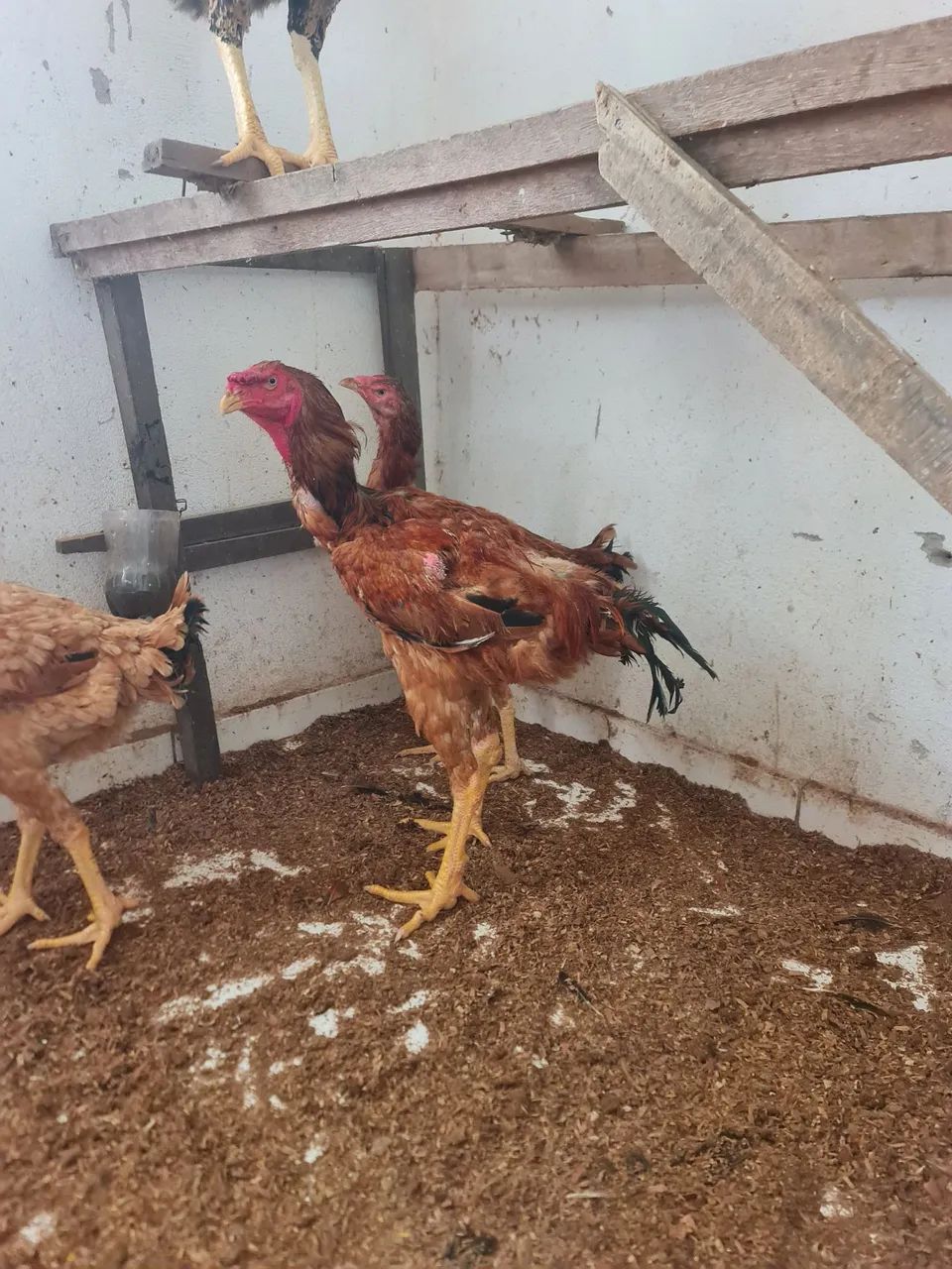 Galo é galinha índio gigante  - Foto 3