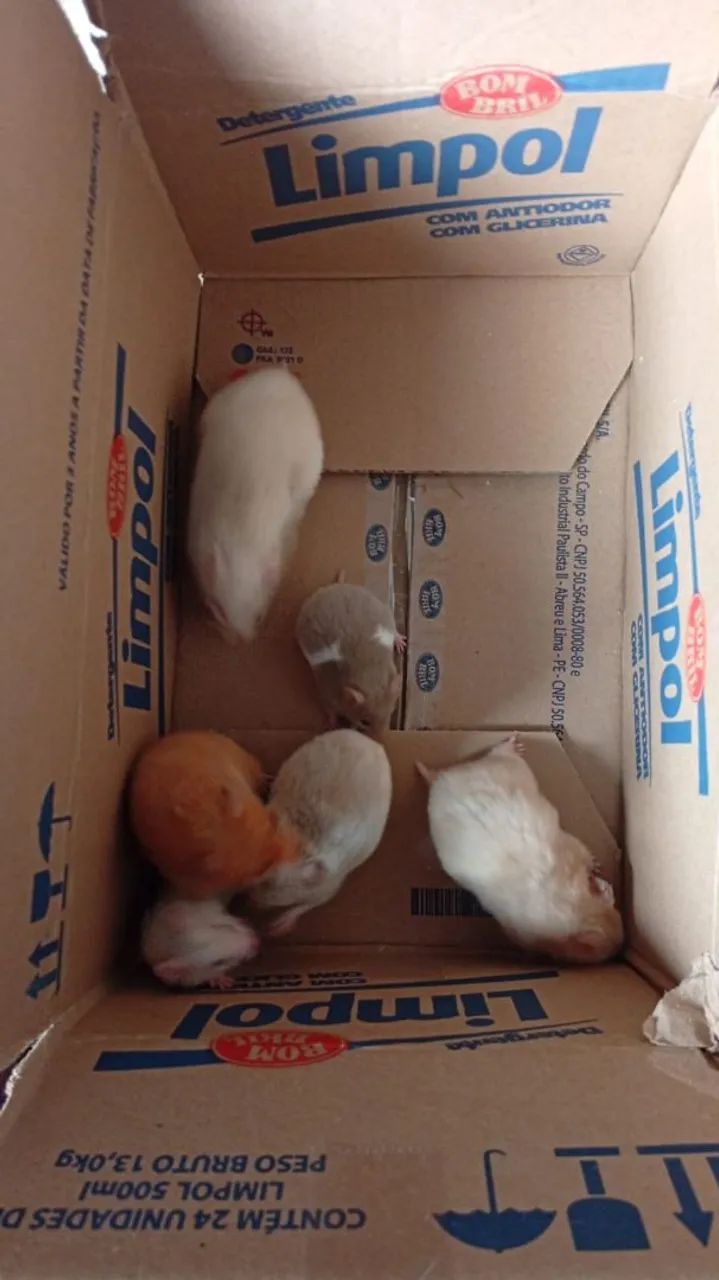 HAMSTER SÍRIO  - Foto 4