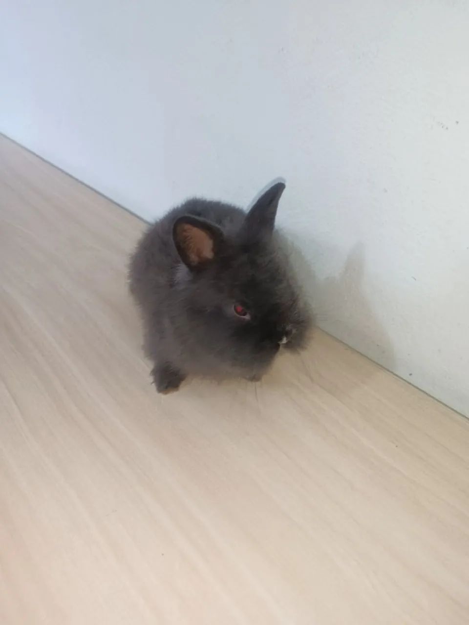 Mini Coelhos Lionhead - Foto 4