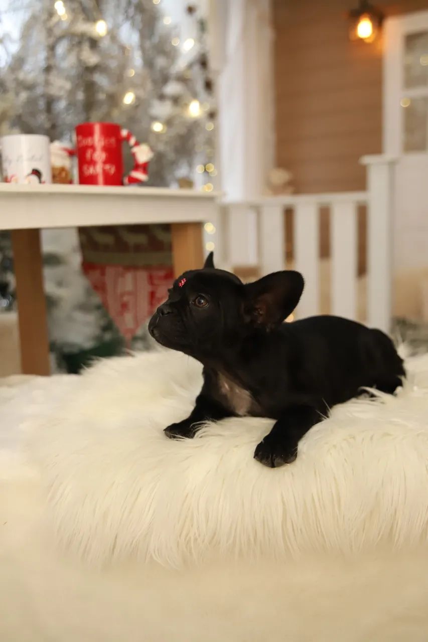 Buldogue francês  - Foto 3