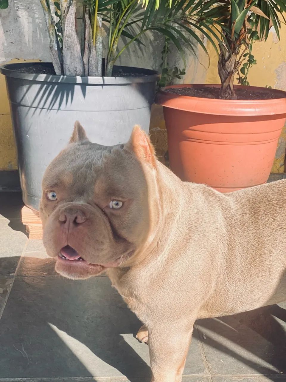 American bully pocket - Foto 5