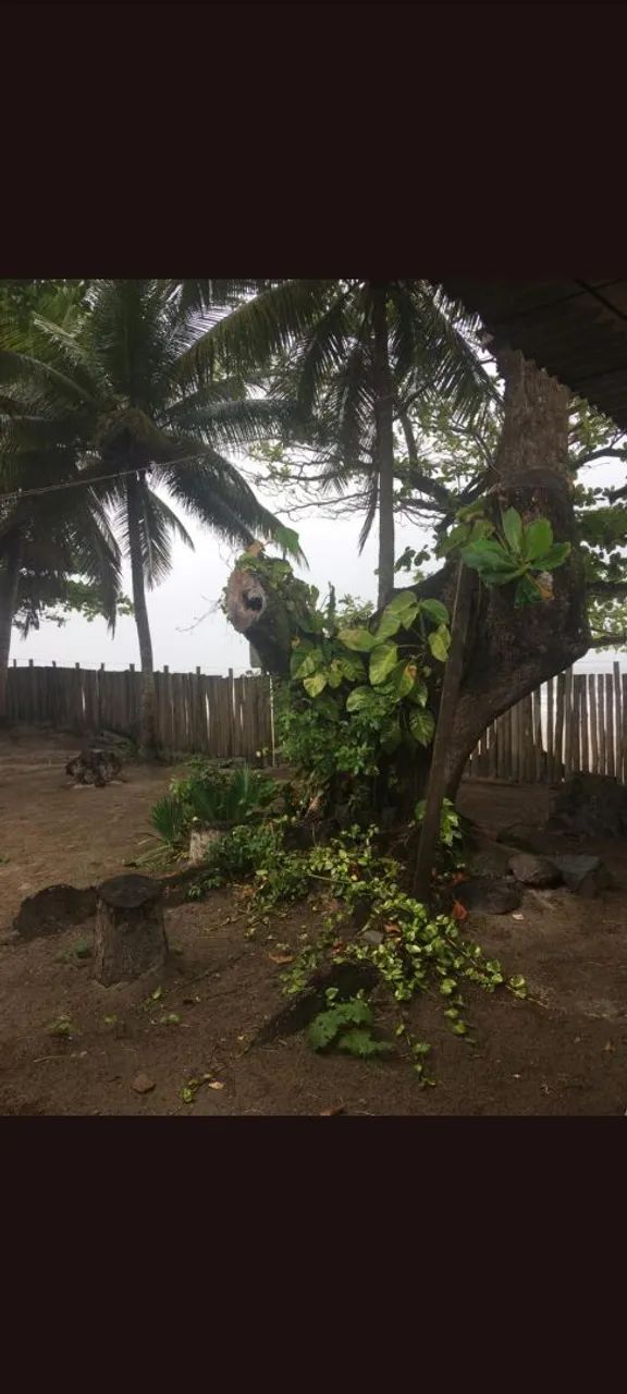 Vendo sítio em ilhéus -Ba zona norte  - Foto 5