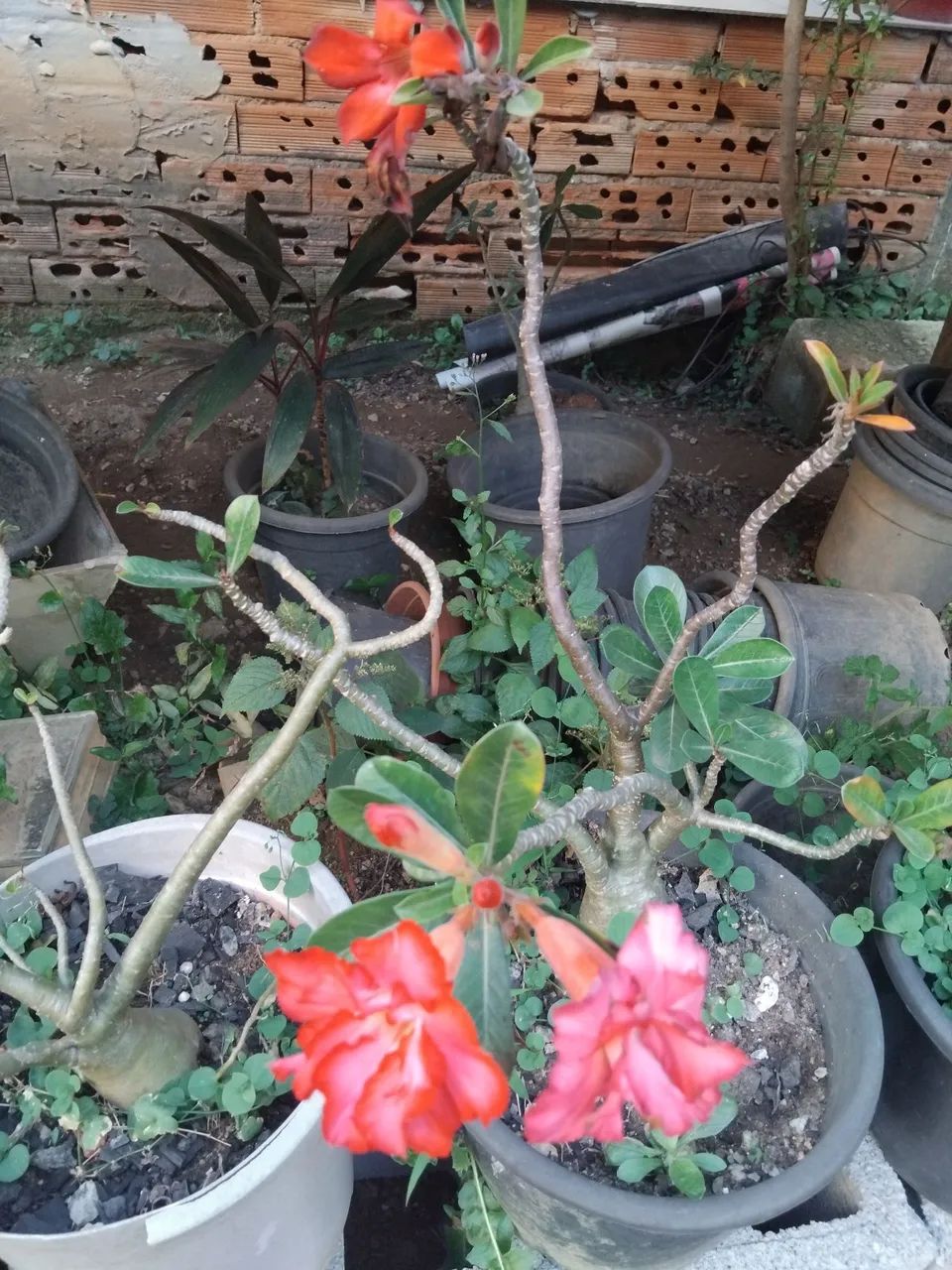 Rosa do deserto - Foto 3