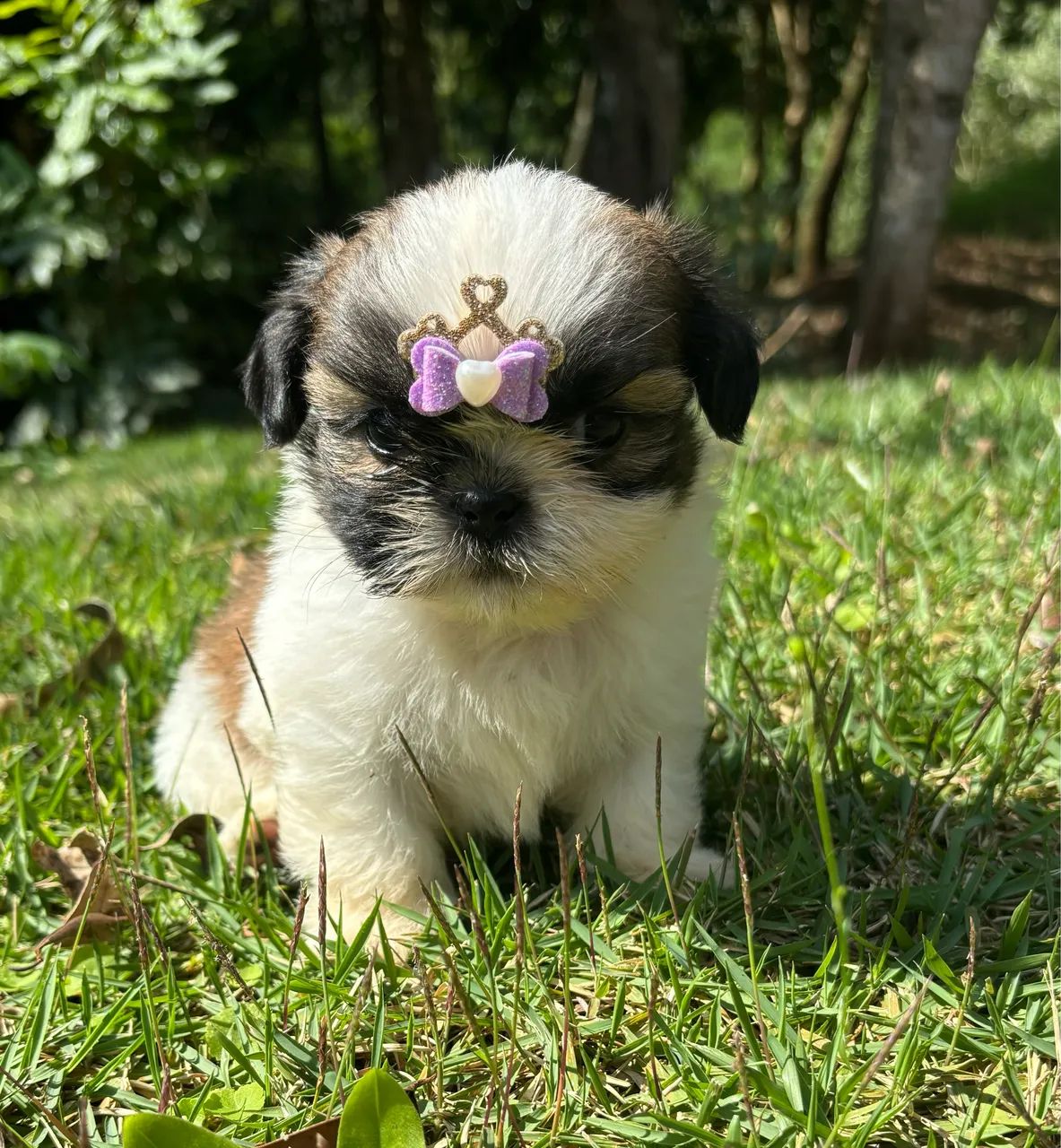 Vendo Fêmea e Macho de Shitzu Mini  - Foto 5