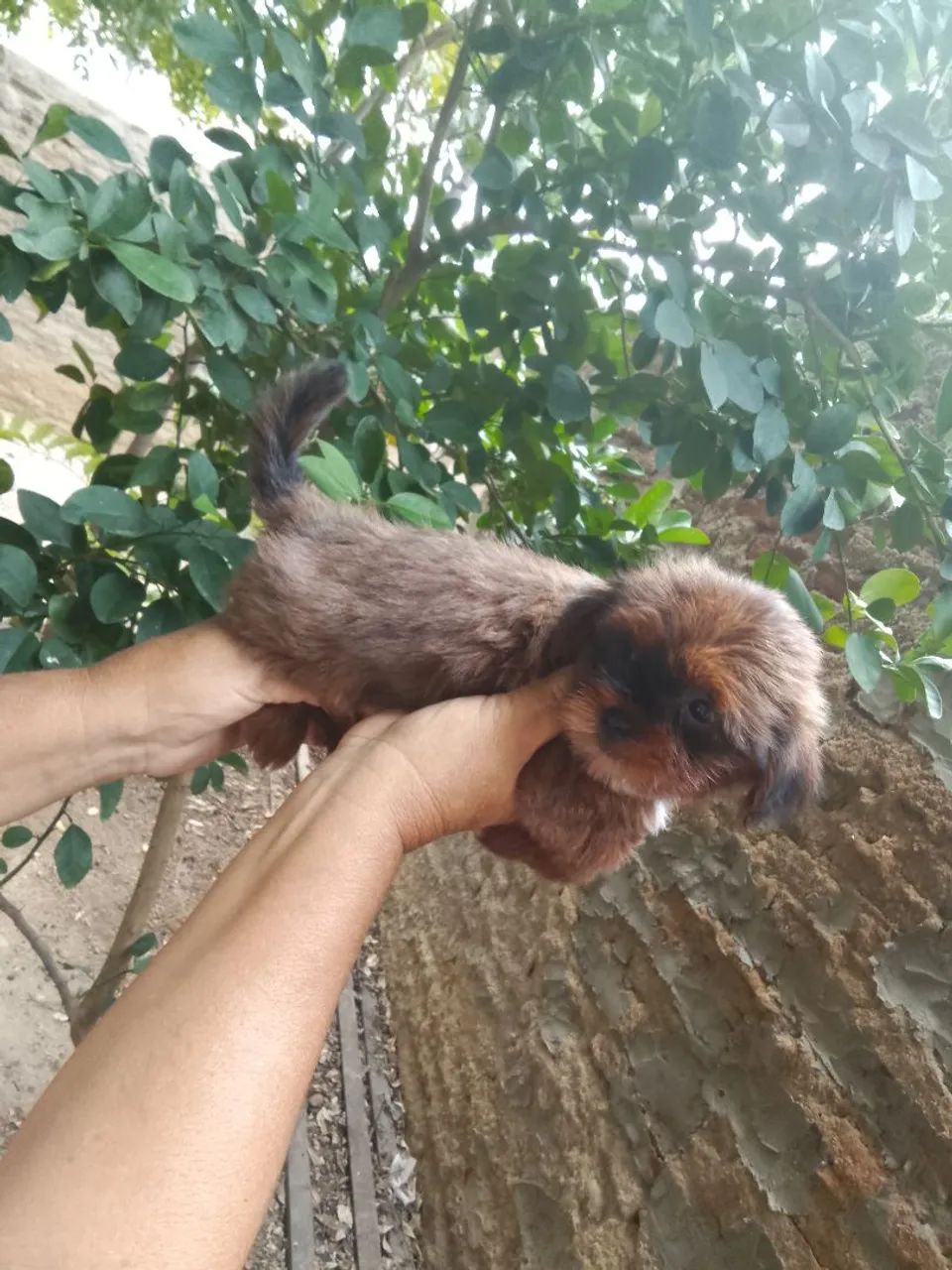 Shih tzu fígado e tricolor  - Foto 2