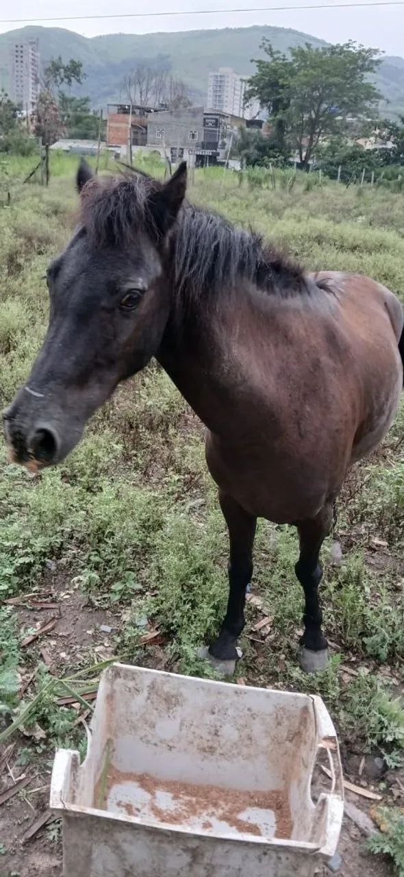 Cavalo piquira muito bonito!!!