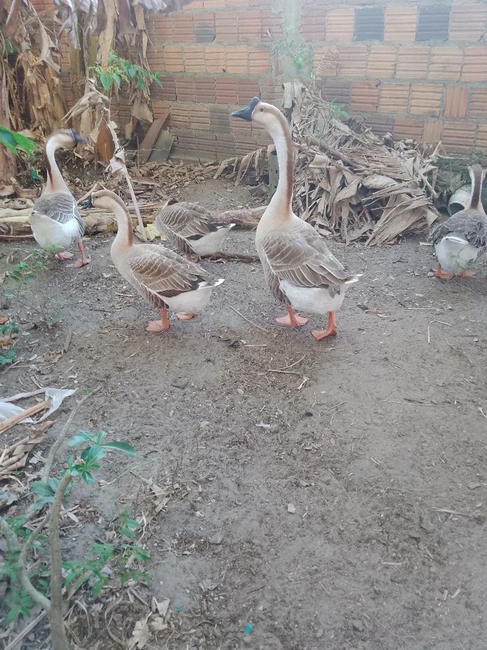 Ganso sinaleiros  - Foto 2