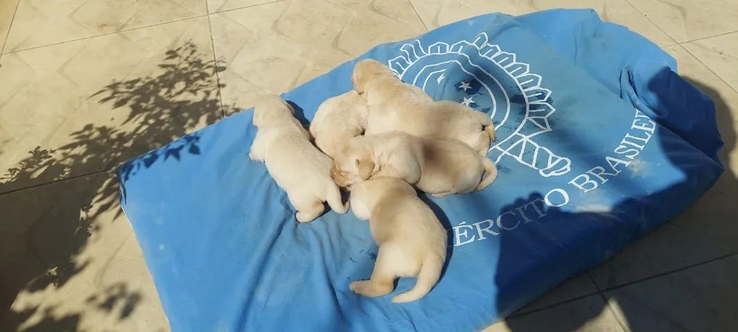 Filhotes de Labrador