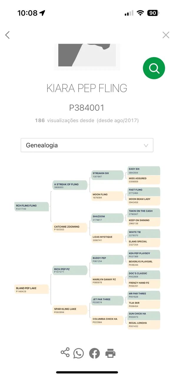 Potra quarto de milha  - Foto 5