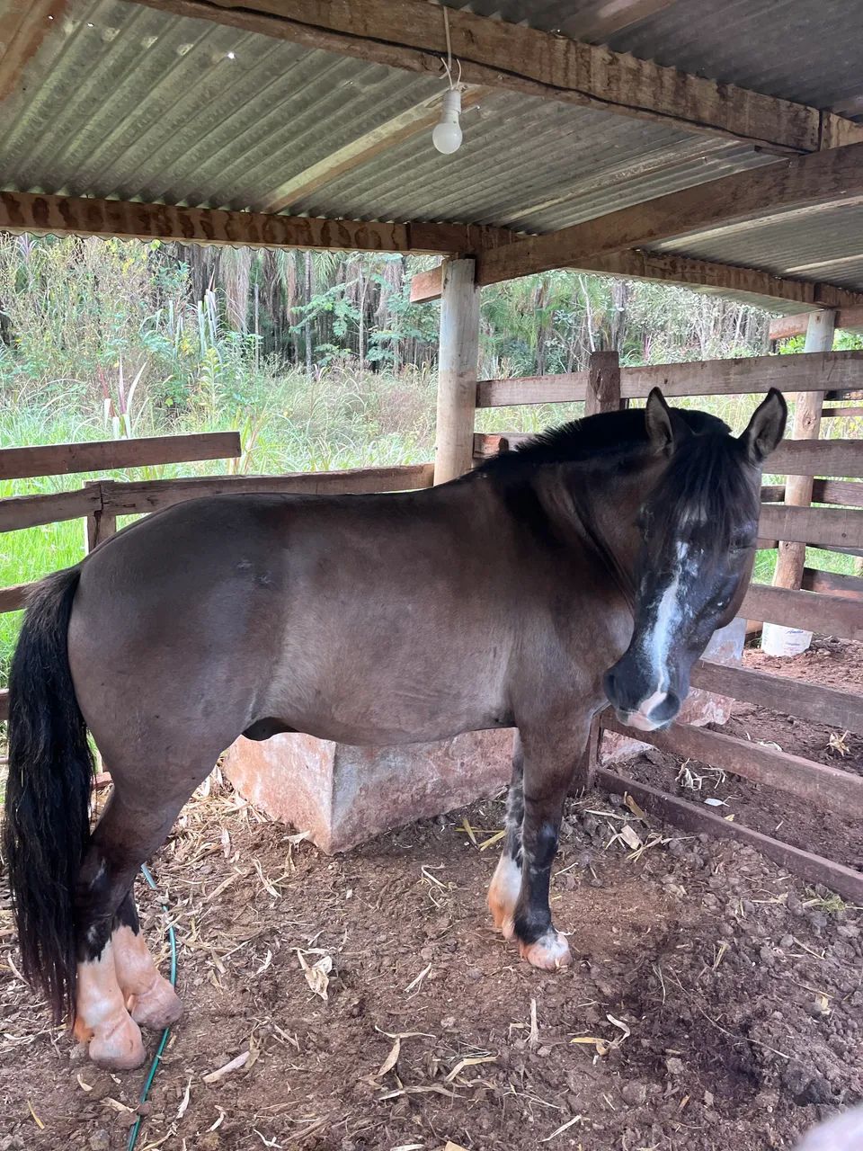 Vendo cavalo  - Foto 4