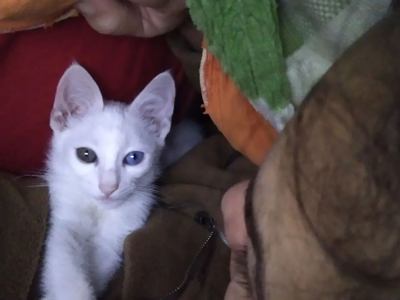 Lindos babys para doação 
