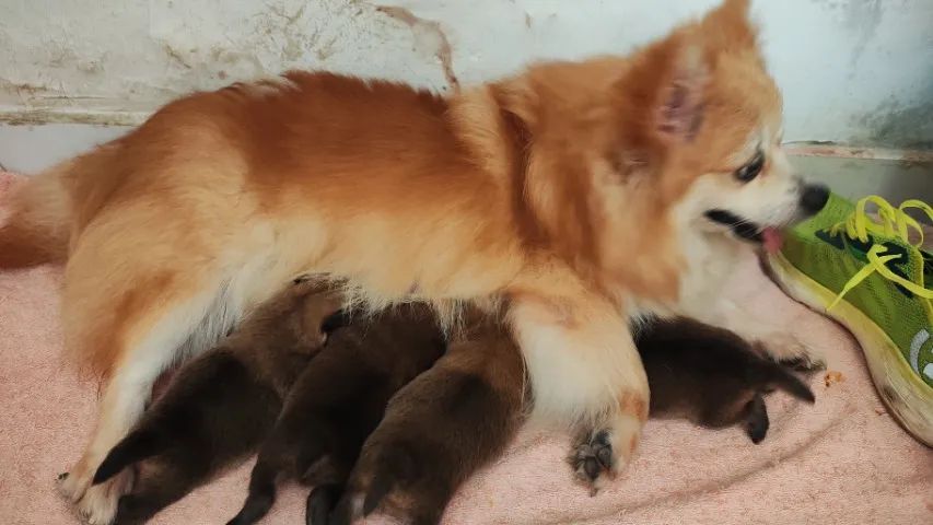 Cachorro  - Foto 5