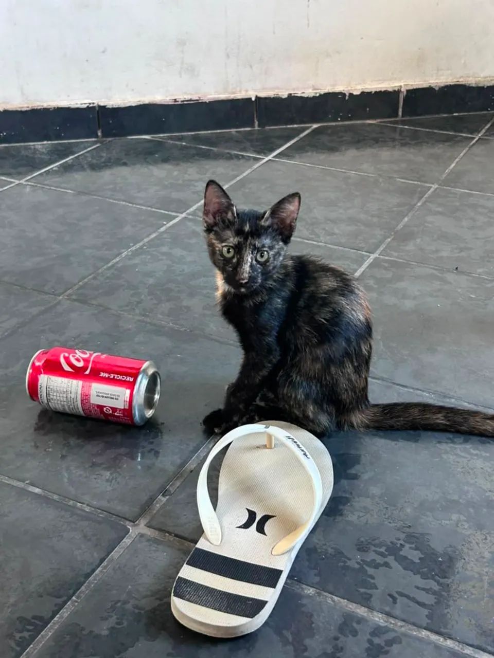 Gatinha fofa Escaminha para doação  - Foto 2