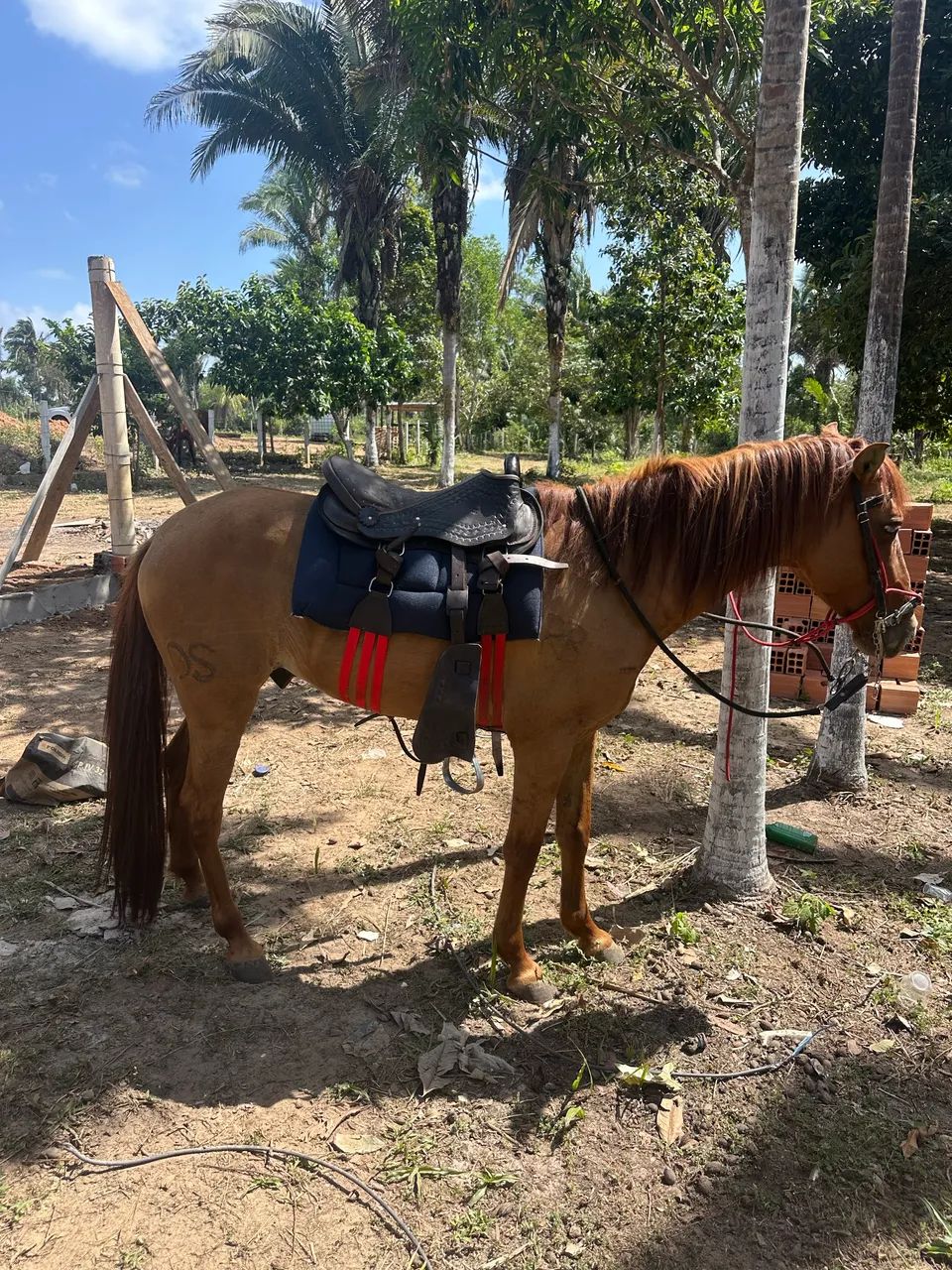 Cavalo  - Foto 4