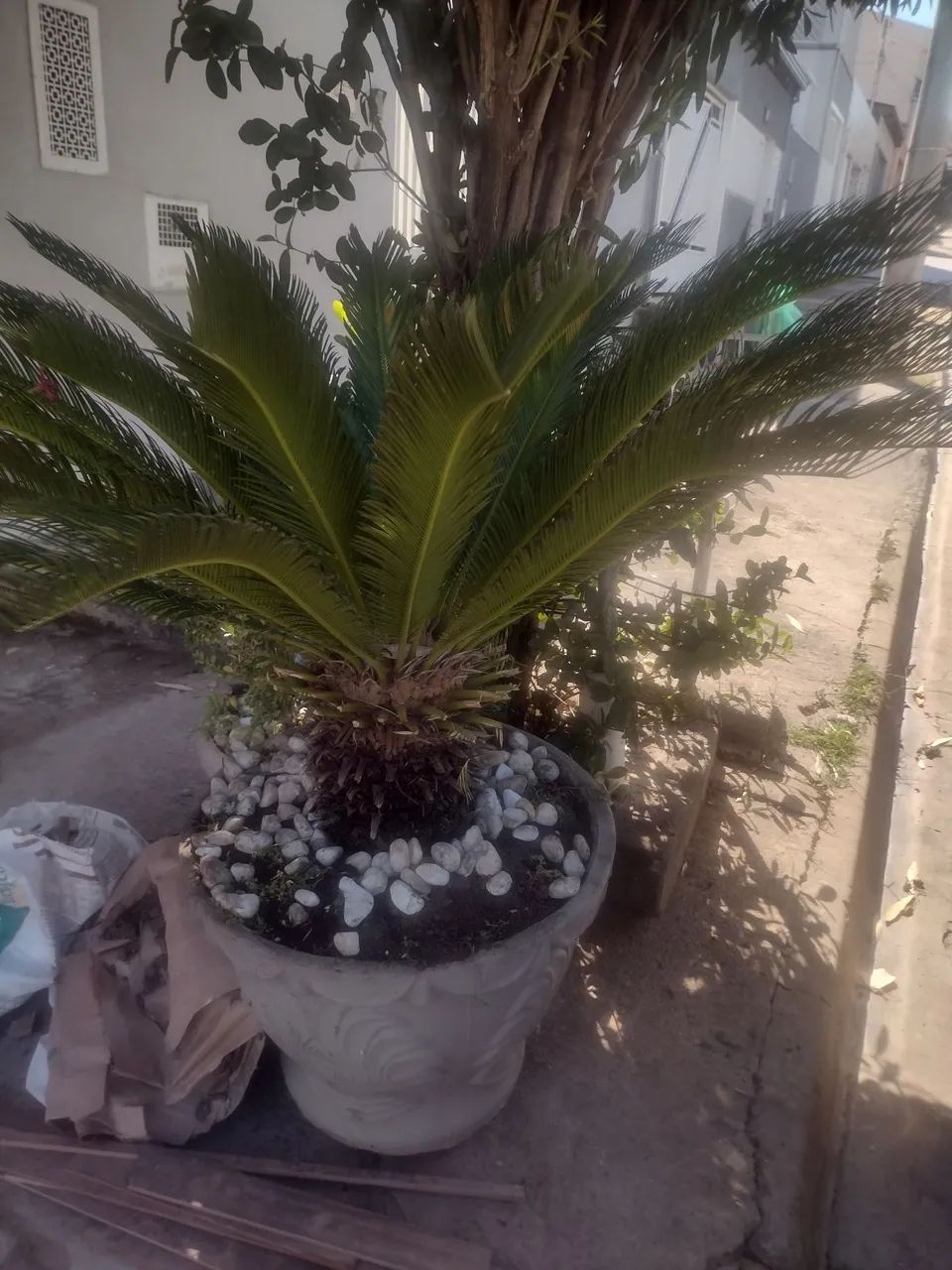 Vaso de cica  - Foto 2