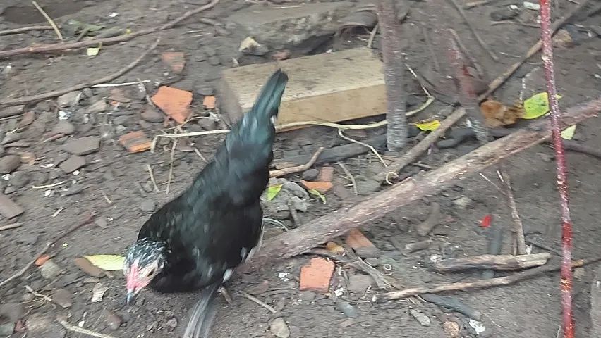 Franguinhos Mini Garnisé  - Foto 4