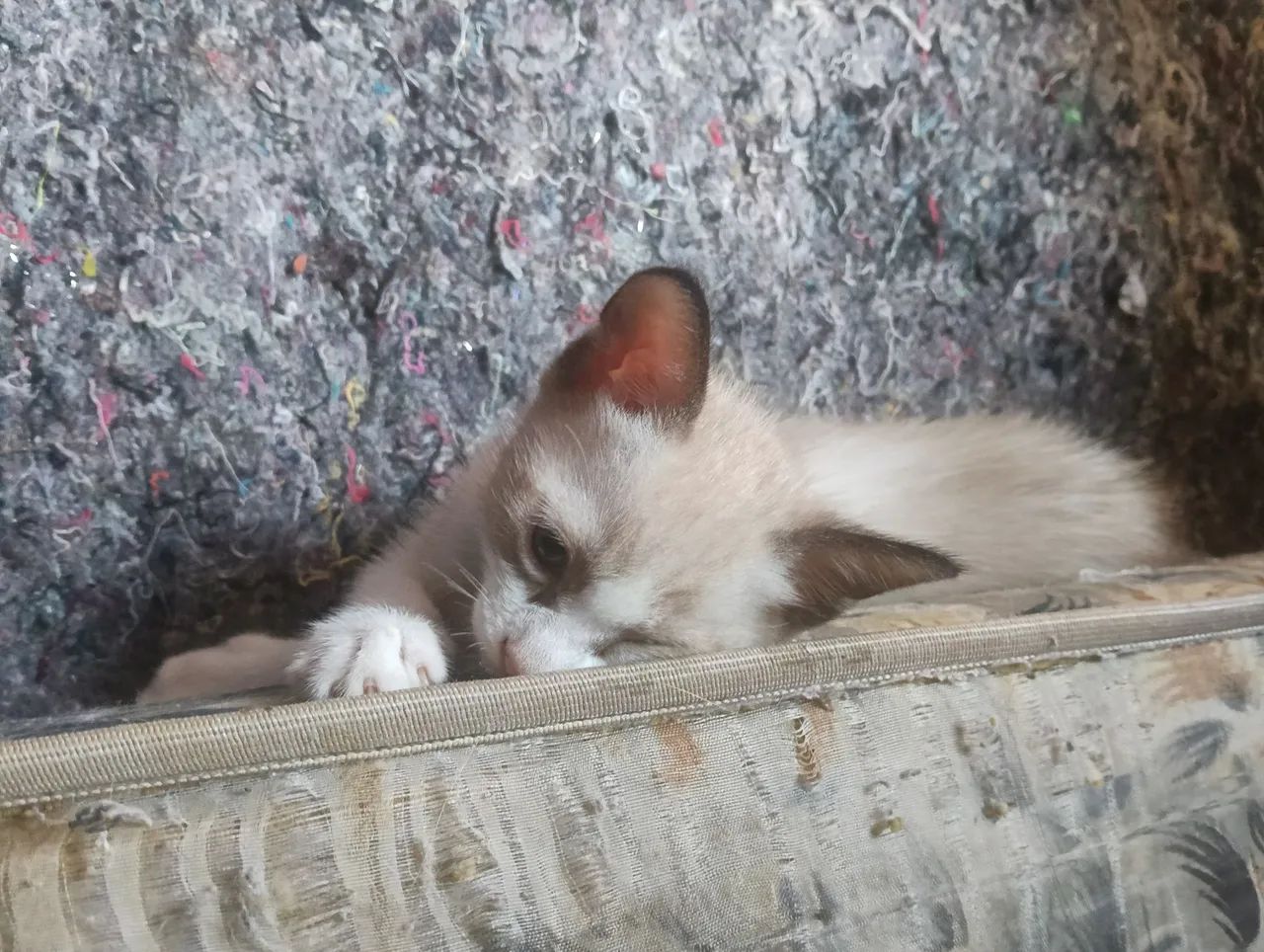 Doação de Gato - Foto 4