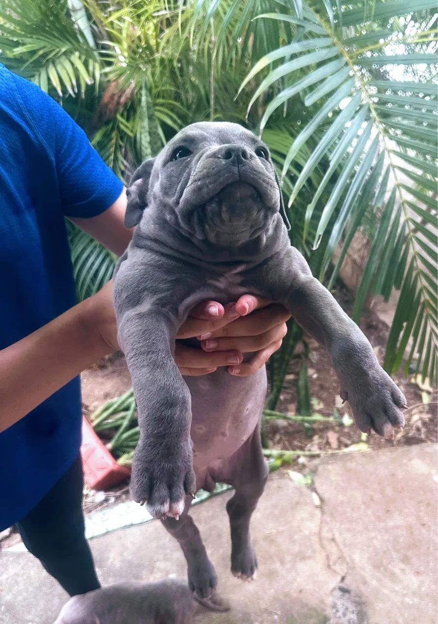 Filhote Bully