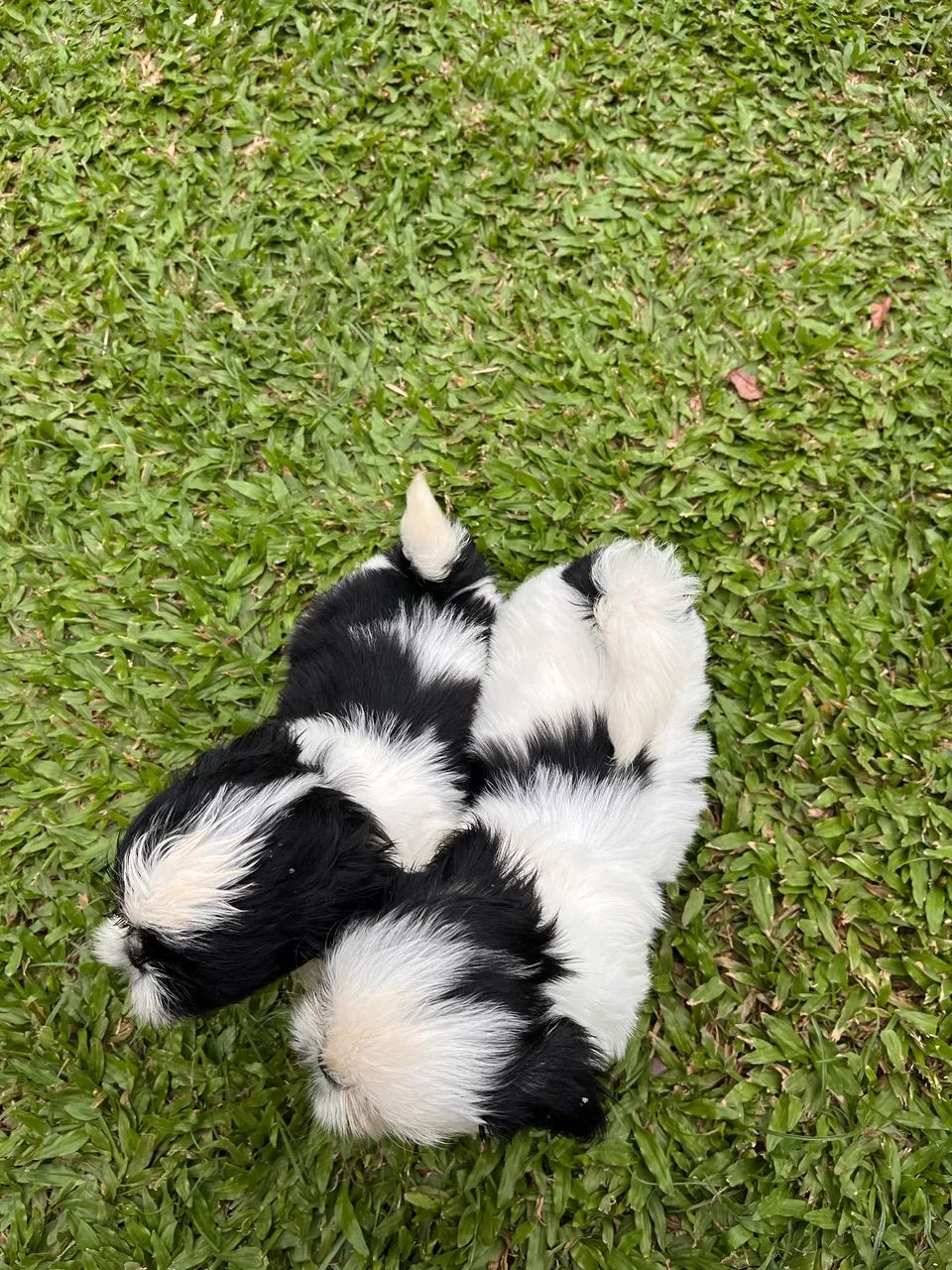 Shih tzu - Foto 3