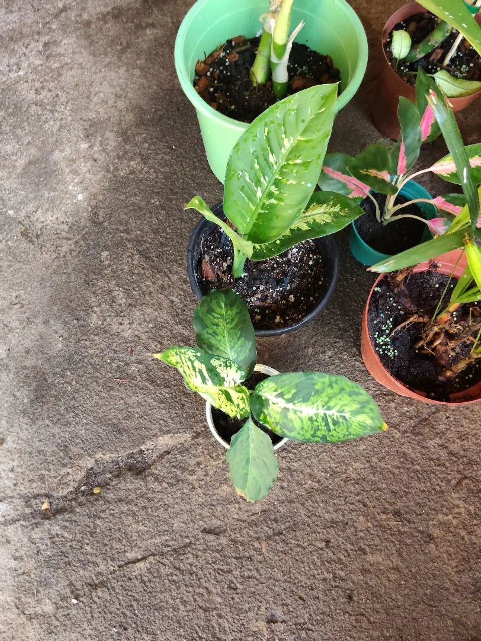 Vendo kit de plantas   - Foto 4