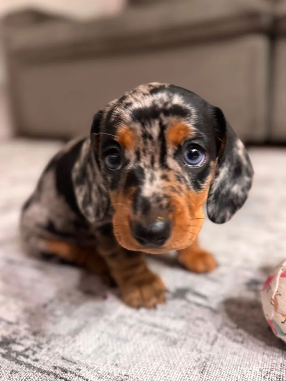 Filhote de Dachshund (salsichinha)  - Foto 2