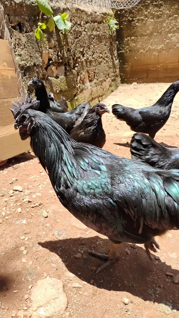 Ovos galados de AYAM CEMANI - Foto 6