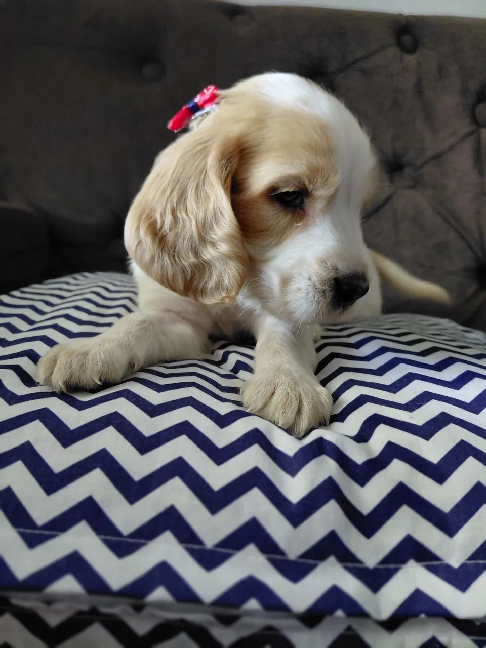 Filhotinhos de cocker spaniel  - Foto 3