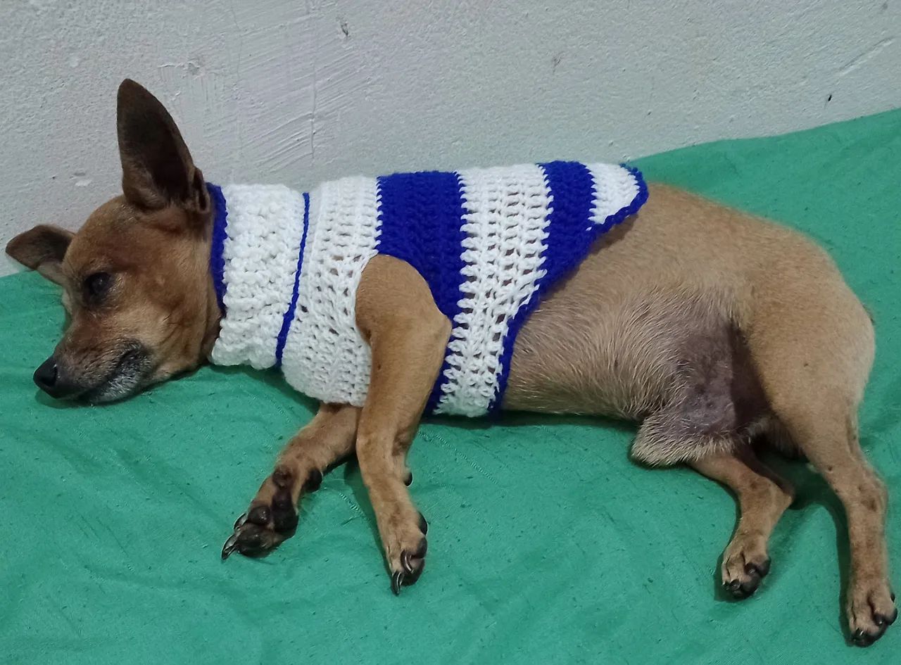 Camisa p/ pinscher crochê lã  - Foto 2