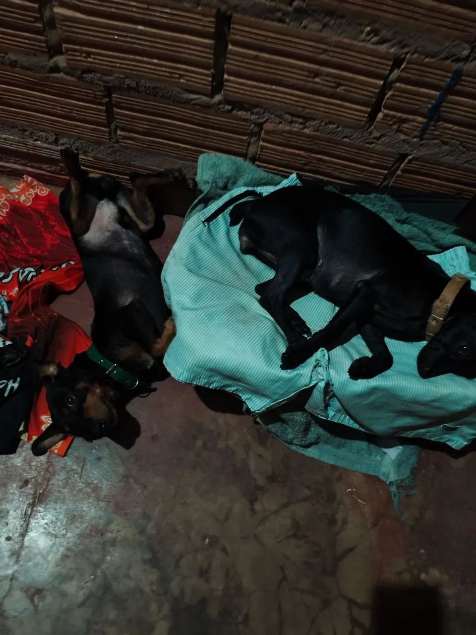 Pinscher  - Foto 3